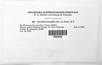 Puccinia recondita image